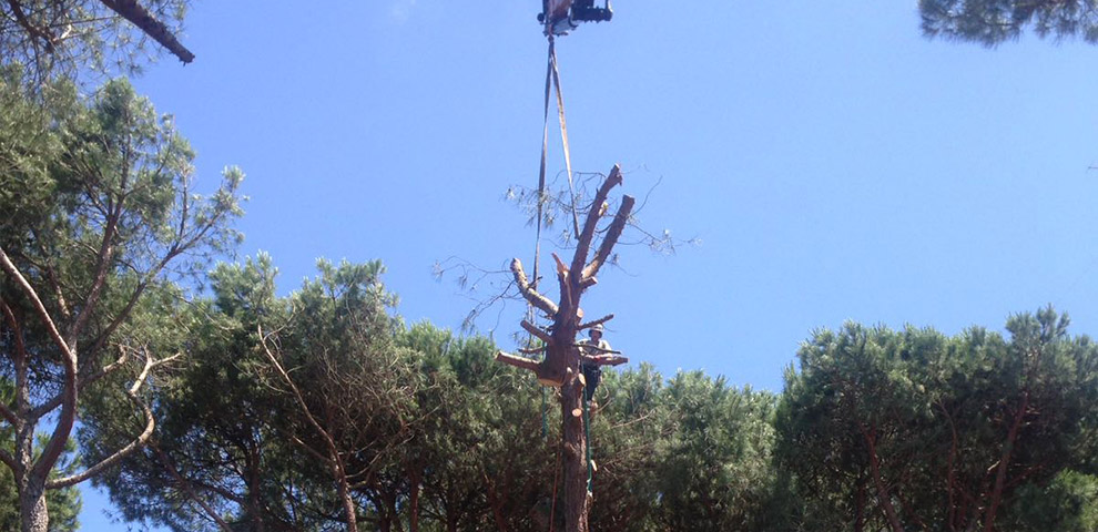 Potatura Alberi in Tree Climbing